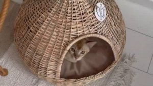 Домик для кошек из ивовой лозы «Феня» от мастерской CatBrand