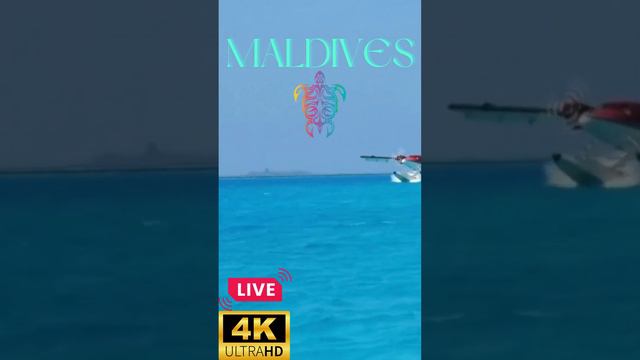 Maldives Marine Life In the Coral Reef | Short | Nature | Exotic Fish | Ocean | Sounds | Relaxation