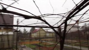 Простая обрезка куста неукрывного сорта винограда  на перголе (Часть 1 - ДО обрезки)...