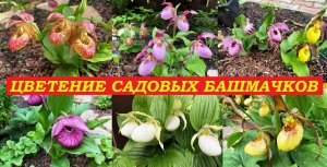 Цветение садовых башмачков, сезон 2022