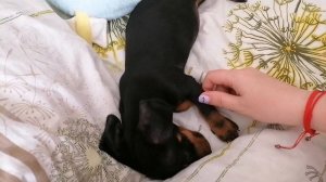 У меня появился щенок/мини такса/2.5 месяца