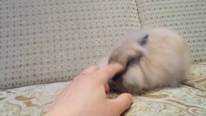 Милый кролик играется на диване