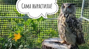 Сова Ёль растит тыквы и делает утреннюю пробежку