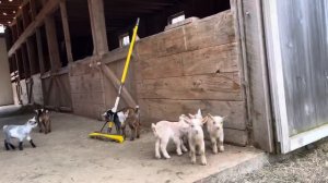 24 Curious goat kids!