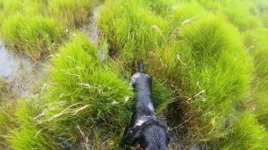 Охота на бекаса с русским охотничьим спаниелем