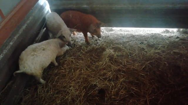 008 - новинка на ферме - Венгерская мангалица смотреть онлайн