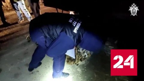 Браконьеров поймали при попытке продать тушу амурского тигра - Россия 24