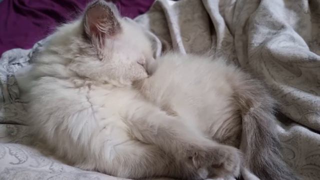 ragdoll kitten playing 7 weeks old how sweet super cute kitten subscribe mew Mao meow kitty cats смотреть онлайн