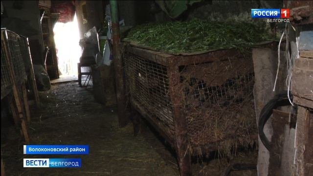 Соцконтракт помог волоконовскому кролиководу расширить бизнес