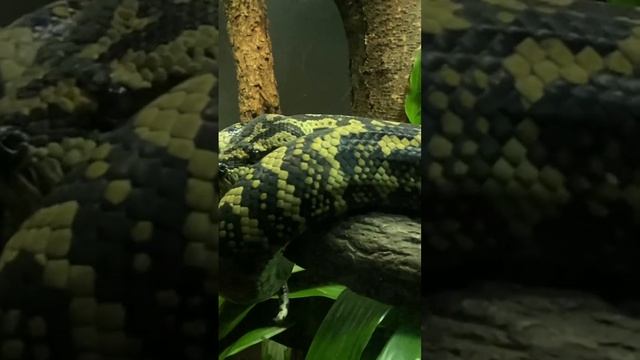 Snake - Carpet Python