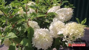 Гортензия Фантом в садовой фирме «Виктория»