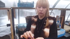 ГЛАДИОЛУСЫ В КАШПО.