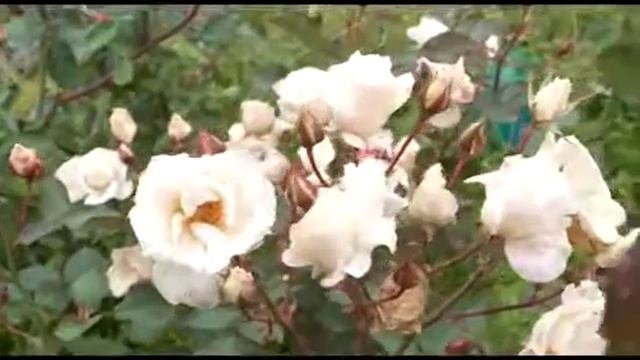 Сергей Богатский: уДАЧное решение  Какие растения забрать домой на зиму смотреть онлайн