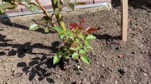 Как обстоят дела с цветами на даче