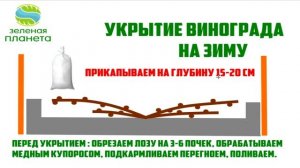 Укрытие винограда на зиму / Лучшие советы по укрытию винограда на зиму