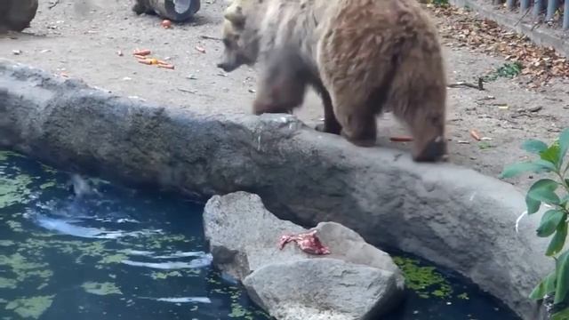 Невероятные Случаи, Когда Животные Спасли Других Животных смотреть онлайн