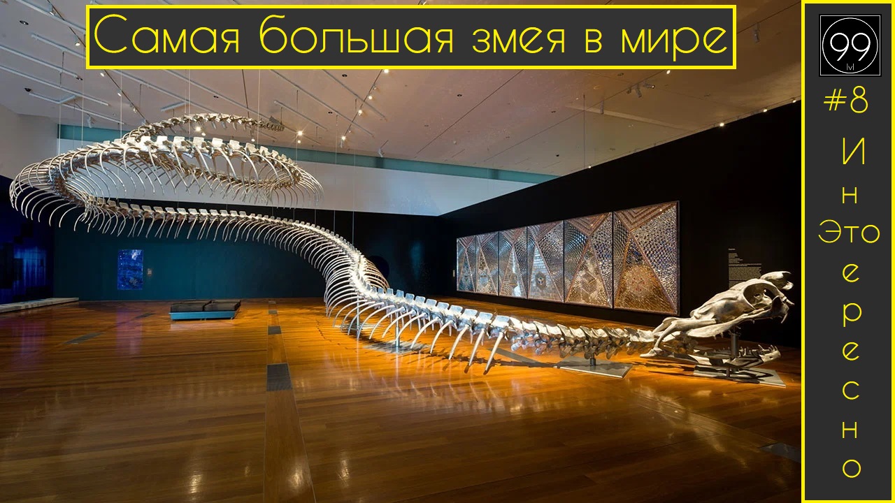 Огромная змея Титанобоа -  Cамый большой паук в мире - Почему доллары называют баксами!
