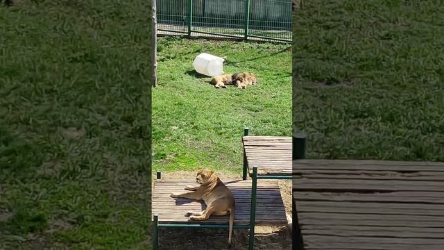 Лев и львица в пензенском зоопарке