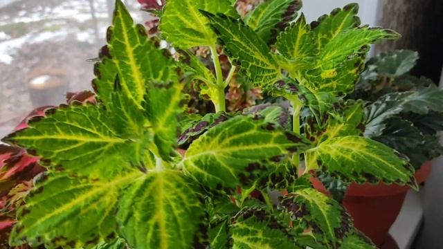 Колеусы. Уход в домашних условиях. Где и как растут мои колеусы сейчас, что с ними происходит! смотреть онлайн