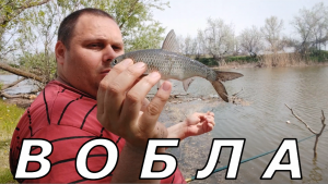 Рыбалка на поплавок и донку ловля ВОБЛЫ в Астрахани.