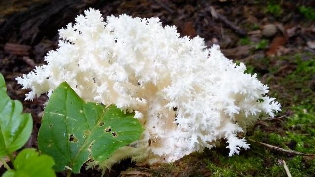 Ежёвик коралловидный. Hericium Coralloides. (30.07.2016)