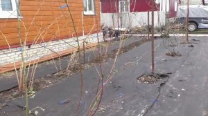 Подвязка ежевики на шпалеру