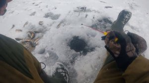 Ловля ОКУНЯ НА безмотылку. Рыбалка по первому льду 21-22.