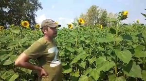 РЕАЛЬНЫЕ ОТЗЫВЫ глав КФХ и агрономов о гибридах подсолнечника Нусид (по корзинке).