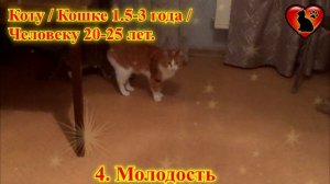 Кошачий Возраст по Человеческим Меркам! Узнайте Сколько Вашей Кошке Лет?