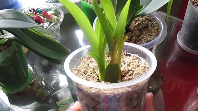 Обзор орхидей и мои новинки, радоваться или огорчаться?! смотреть онлайн