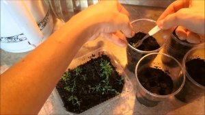 Мак махровый, пионовидный. (Poppy).