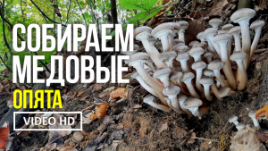 СОБИРАЕМ МЕДОВЫЕ ОПЯТА  10 октября 2022 года. Сбор опёнка медового (Armillaria mellea) и белых гриб.