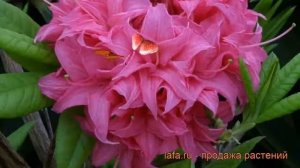 Азалия гибридная Хоумбуш (azalea knap hill homebush) ? обзор: как сажать, саженцы азалии Хоумбуш