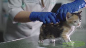 Вакцинация кошек