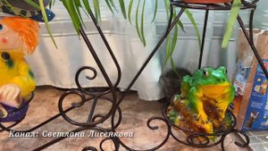 Котёнок Лохматик радуется жизни, скачет, играет! Маленький котёнок бесится!