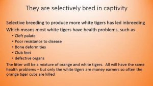 White Tigers | What do white tigers eat | where do white tigers live