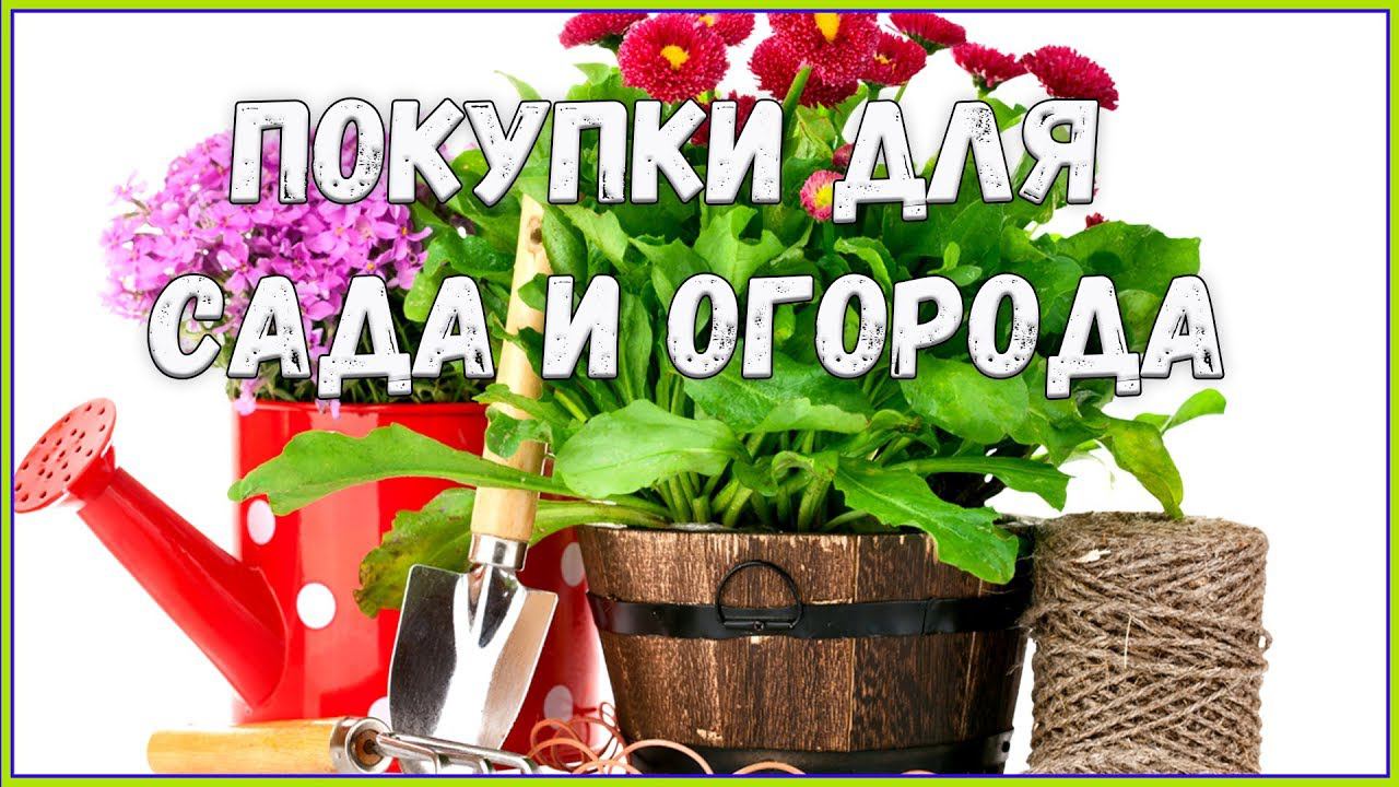 Купить Садовую Рассаду