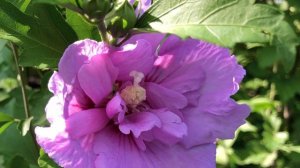 Обзор Гибискуса сирийского - Лавендер Шифон (Lavender Chiffon) 2021 г. | Кубаньсад