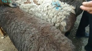 гумбулок мол бозори нархлари дехконобод мол бозор нархлари