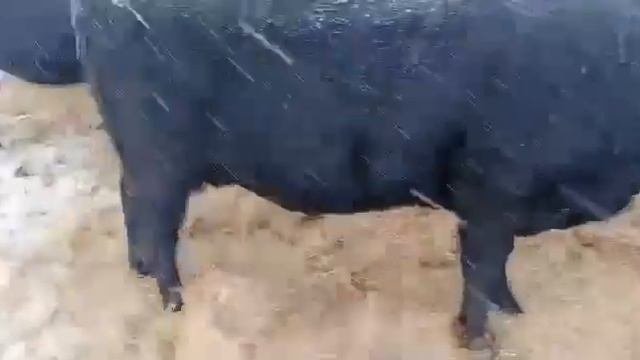 Как содержат коров Ангус. КРС. Молочные коровы. коровы, бык, быки, бычки, телки, телята, нетели.