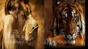 Тигр против Льва.Честное сравнение