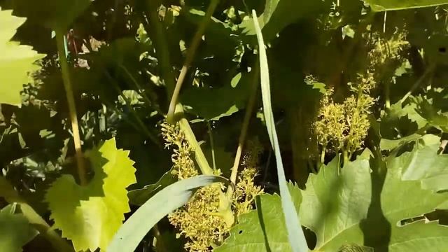 ОПЫЛЕНИЕ ВИНОГРАДА, АРКАДИЯ.УДАЧНЫЙ СОРТ ДЛЯ СРЕДНЕЙ ПОЛОСЫ. смотреть онлайн