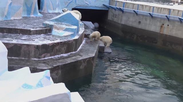 Белка плавает во льдах. 20.11.2023 смотреть онлайн