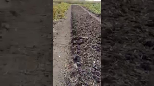 подготовка грядок под картофель смотреть онлайн