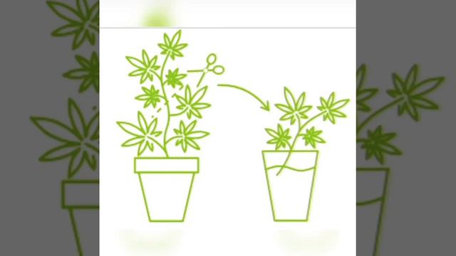 Клонирование растений!🌱 смотреть онлайн