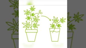 Клонирование растений!🌱
