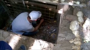 Спасение животных. Спасаем утят которых загнали в яму.