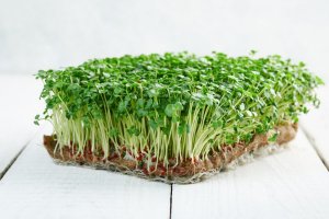 Как вырастить микрозелень пак чой.