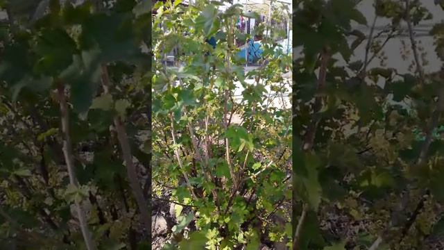 Урожай смородины ! Что нужно делать зимой? смотреть онлайн