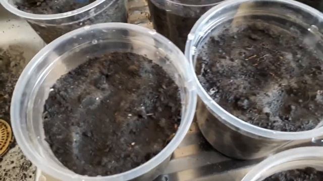 Каллы Зантедескии миниатюрные весной - глобальное деление корневища.